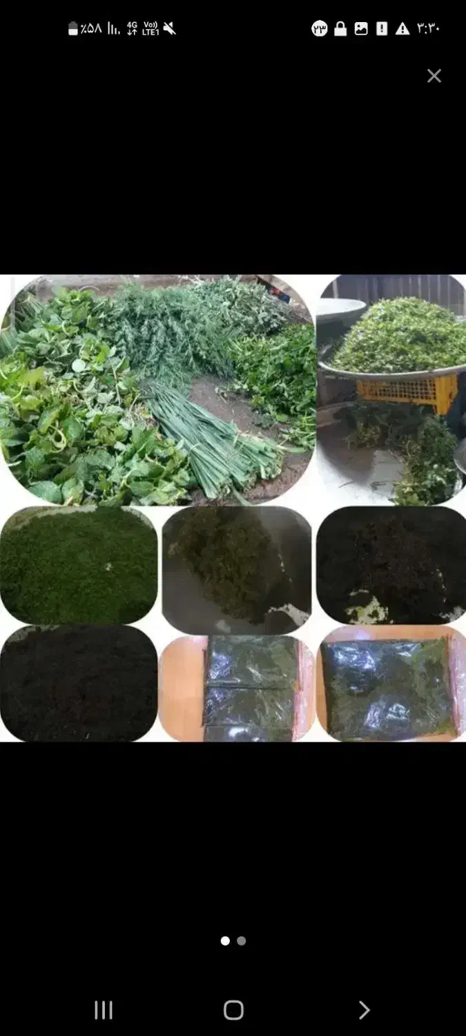 سبزی|حراج|شادگان, |دیوار