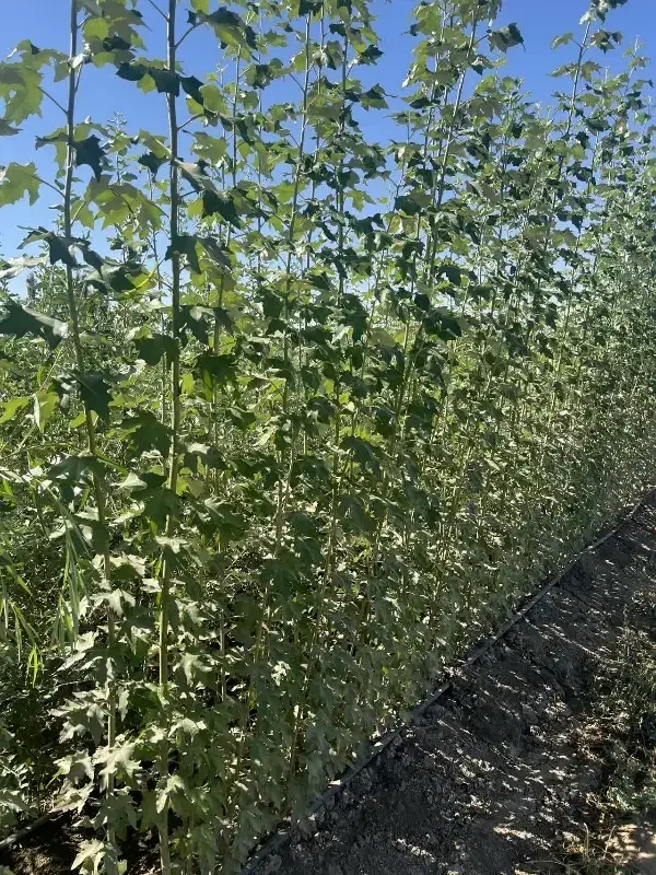 نهال کبوده با ریسک کم درآمد بالا|خدمات باغبانی و درختکاری|بیرجند, |دیوار