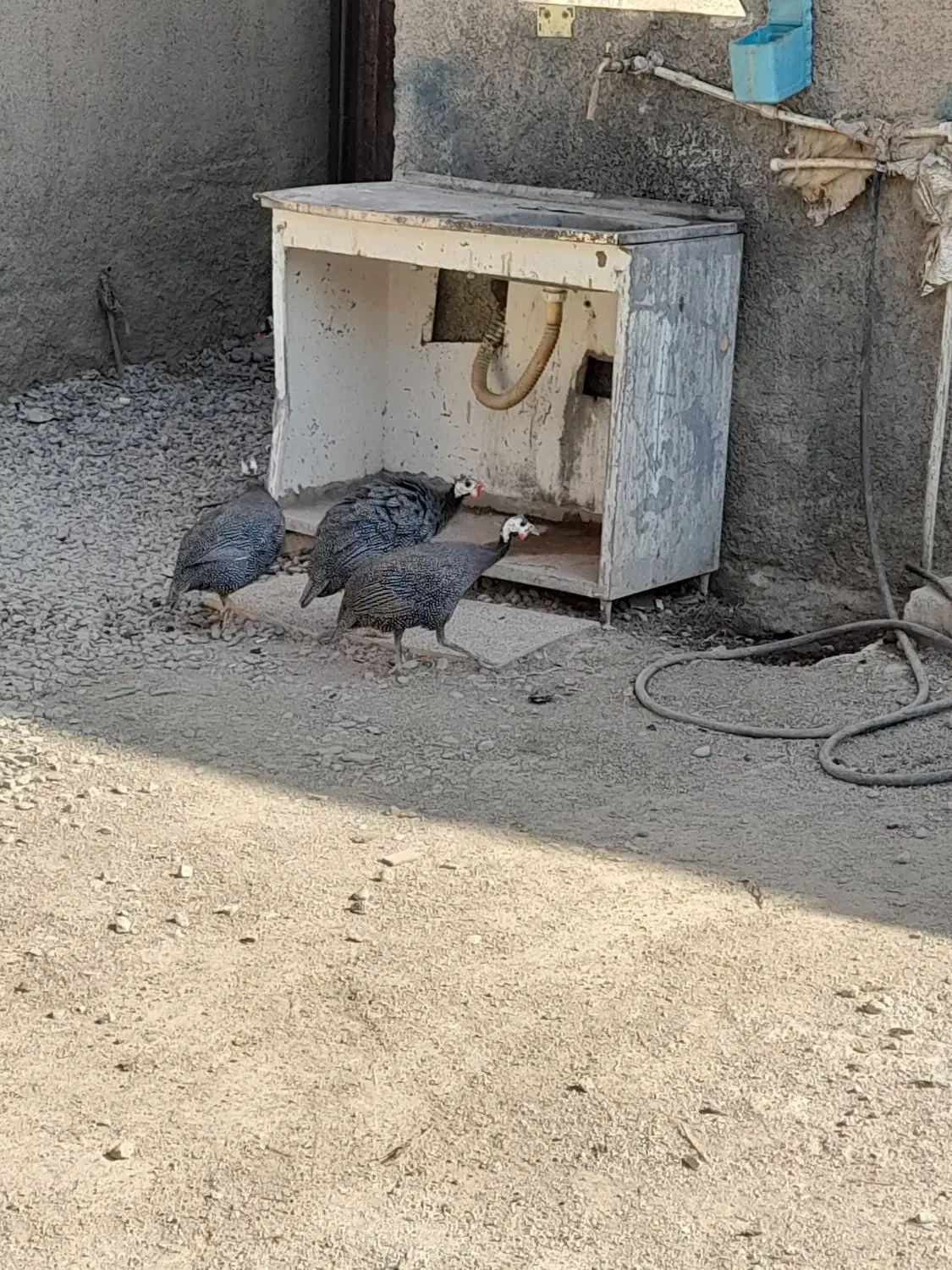 مرغ شاخدار|حیوانات مزرعه|صباشهر, |دیوار