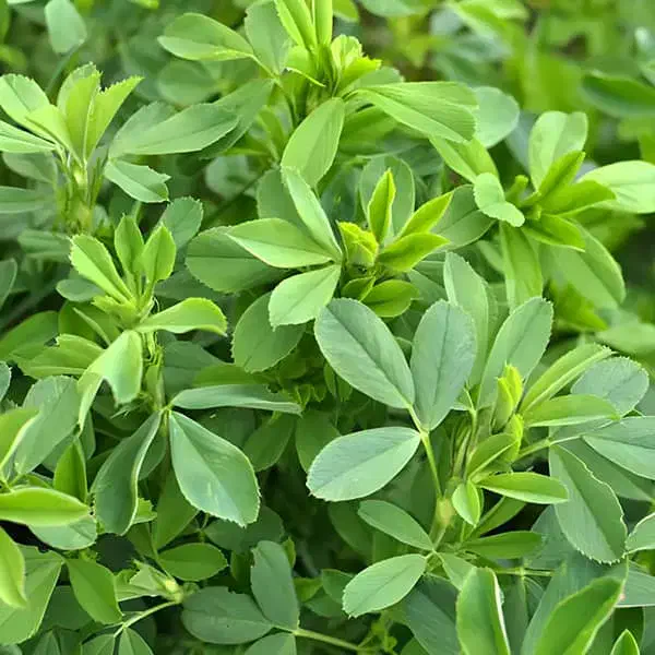 بذر یونجه پایه بلند|گل و گیاه طبیعی|نهاوند, |دیوار