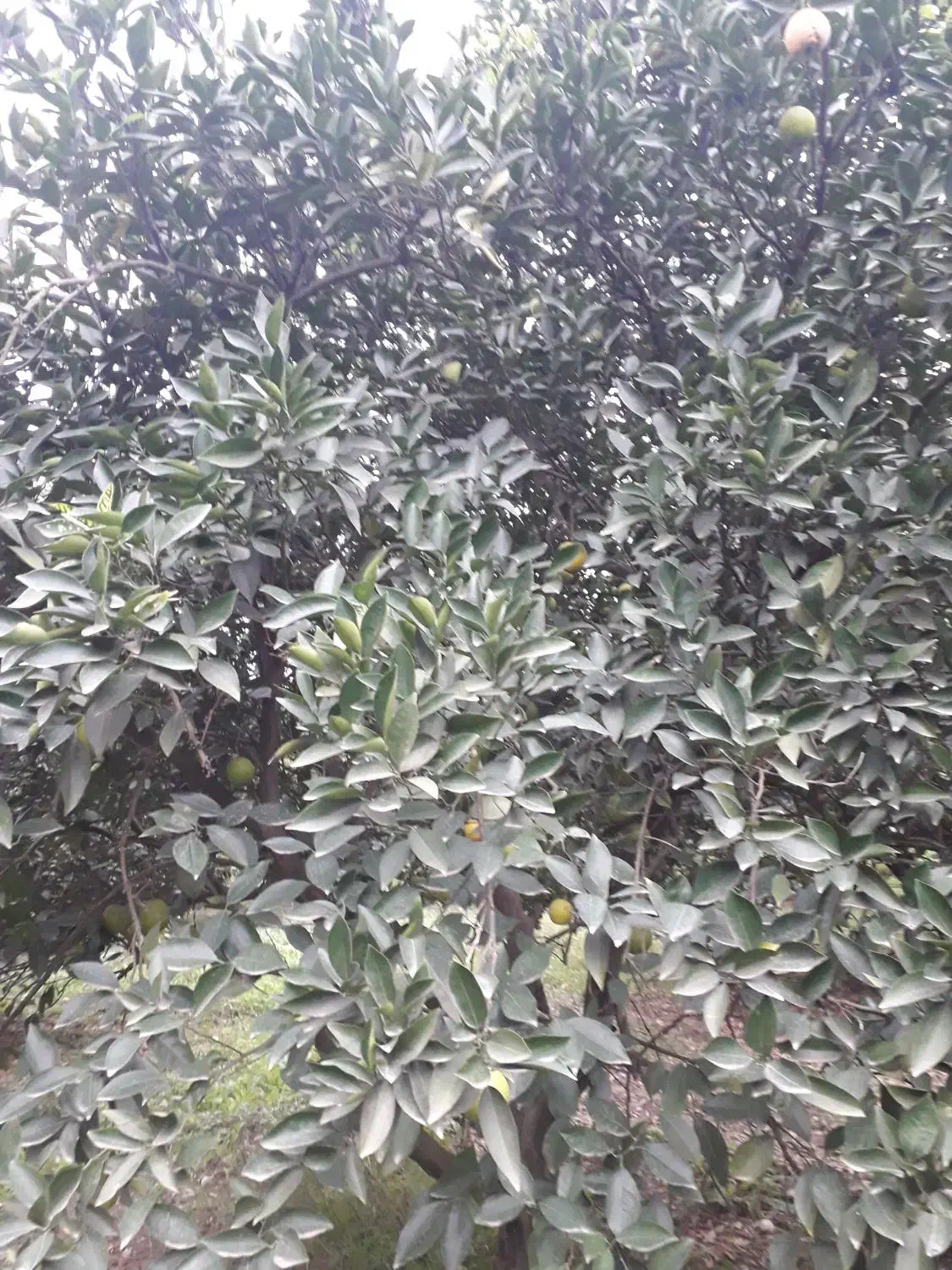 پرتقال تامسون پوست نازک|خوردنی و آشامیدنی|نوکنده, |دیوار