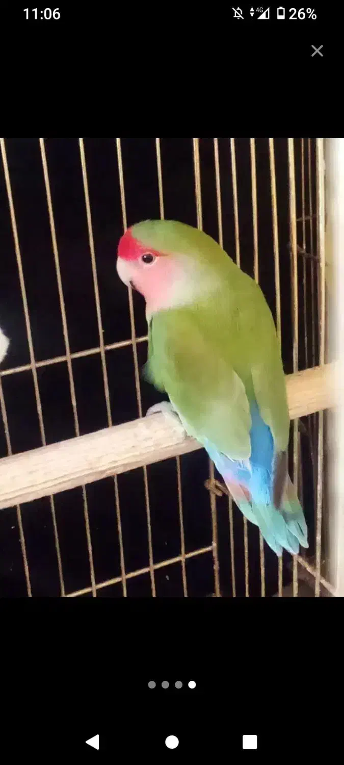 کوتوله برزیلی|پرنده|قم, دورشهر|دیوار