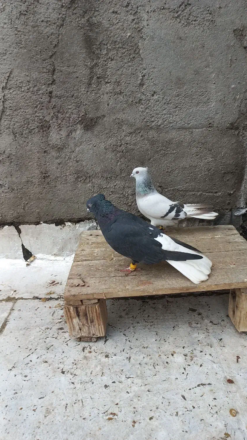 کبوتر دم سفید دارجه یک|پرنده|باوی, |دیوار