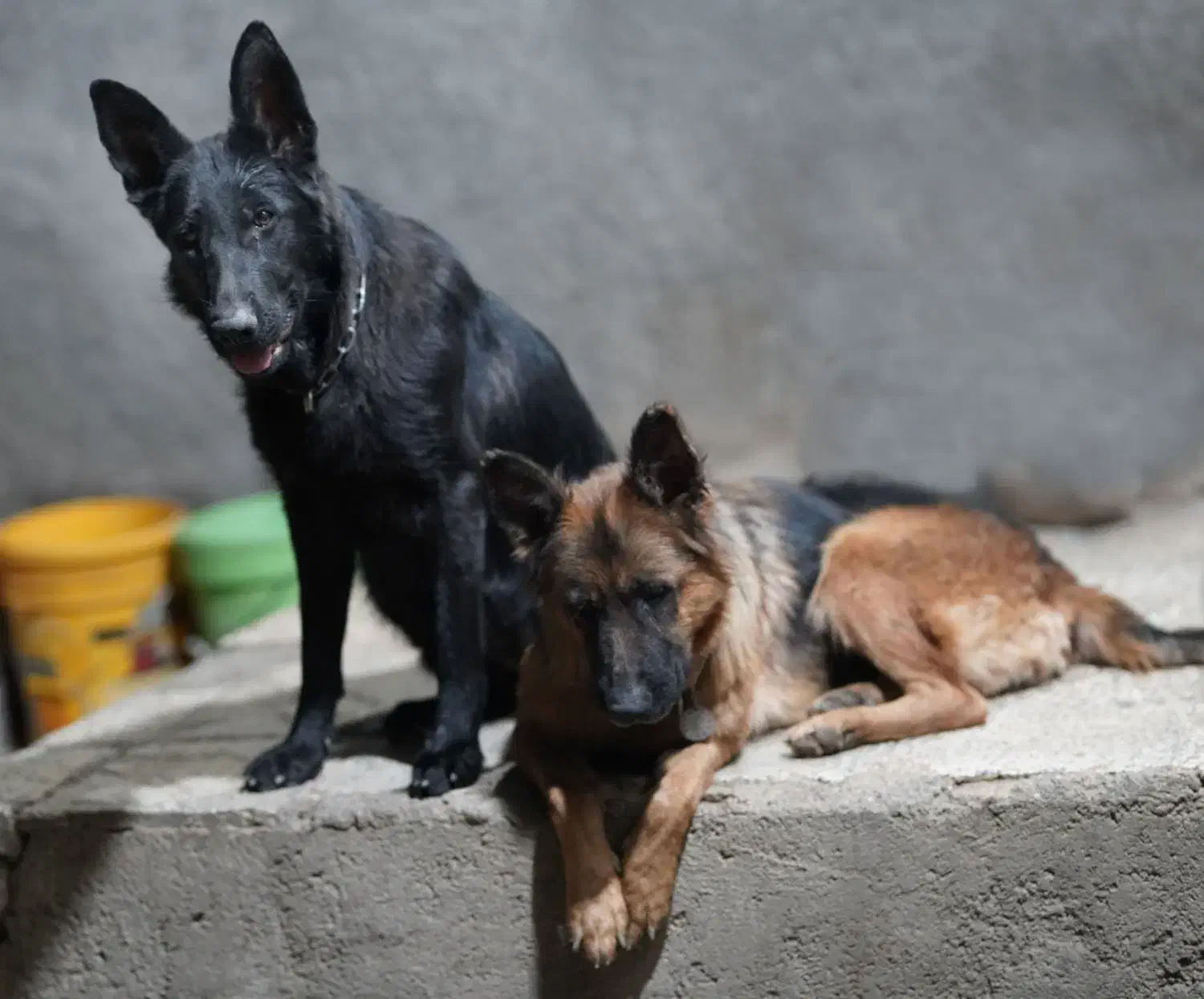 ژرمن بلک ماده ۹ ماهه|سگ|فردیس, فردیس|دیوار