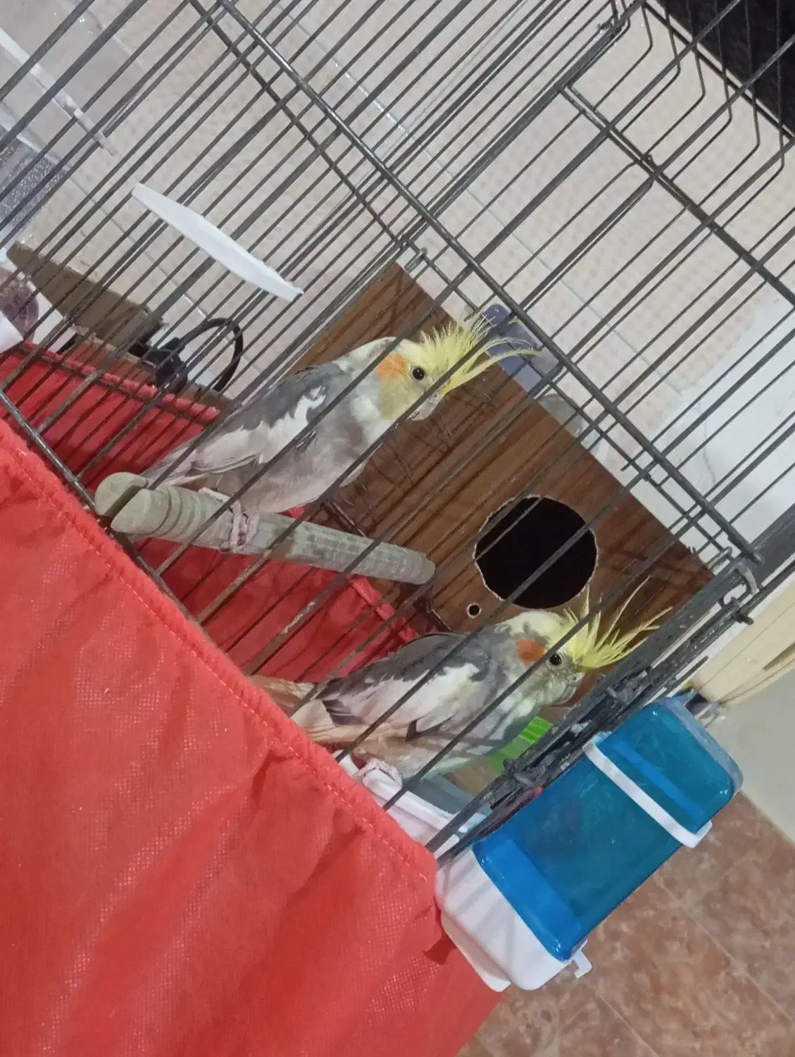 عروس|پرنده|یزد, |دیوار