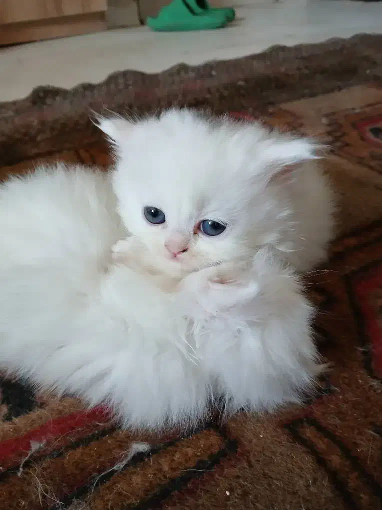 پرشین هیمالین|گربه|رامسر, |دیوار