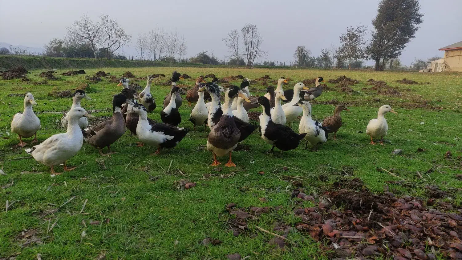 اردک چاق|حیوانات مزرعه|ماکلوان, |دیوار