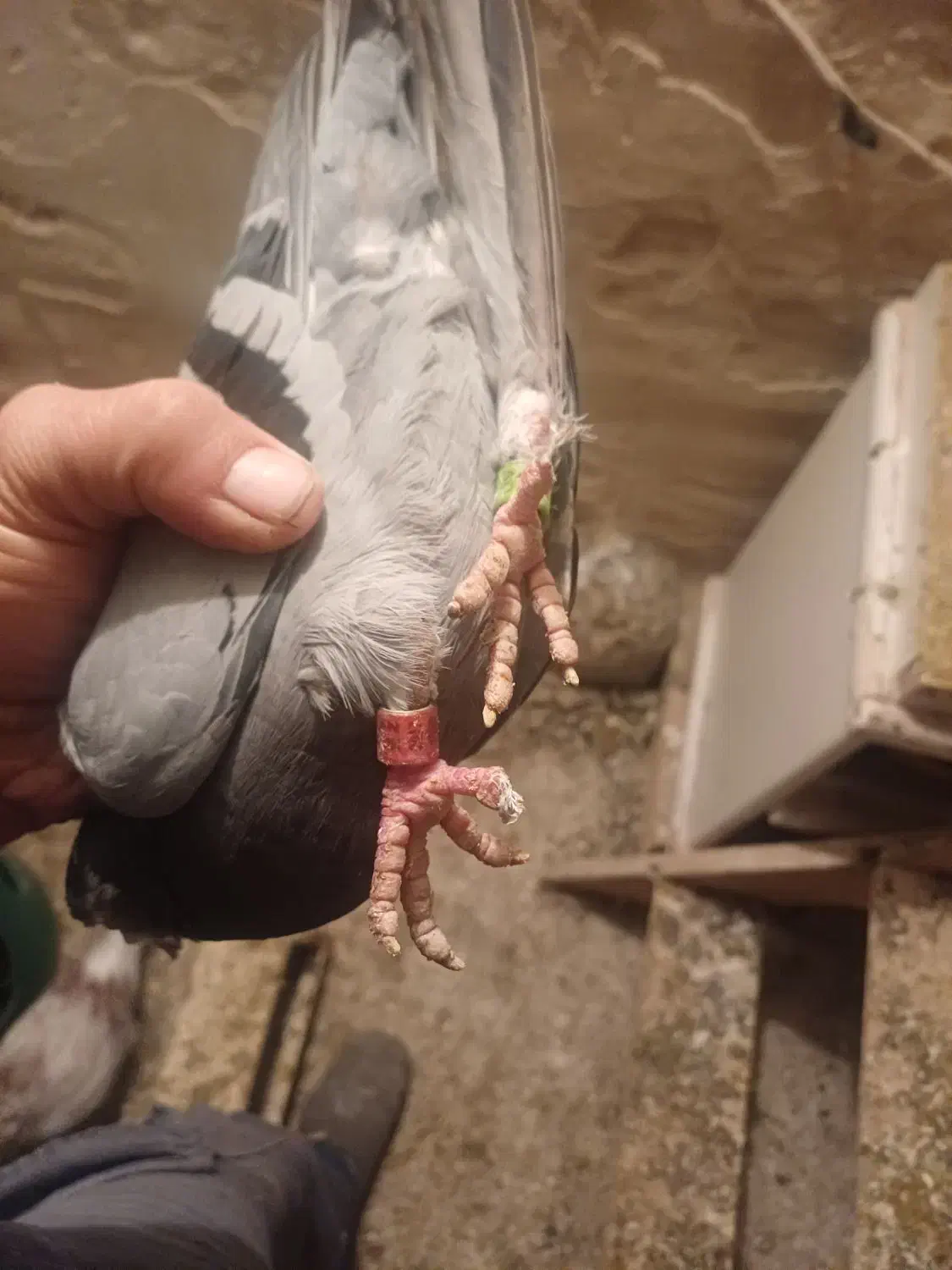 کبوتر اتم|پرنده|ارومیه, |دیوار