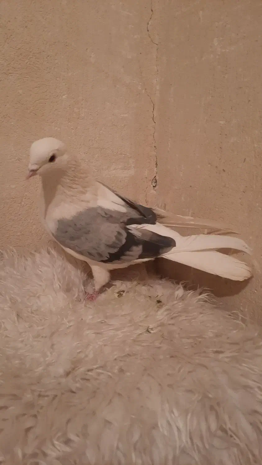 نردوکت سبز پرشی بازی دار|پرنده|خمینی‌شهر, |دیوار