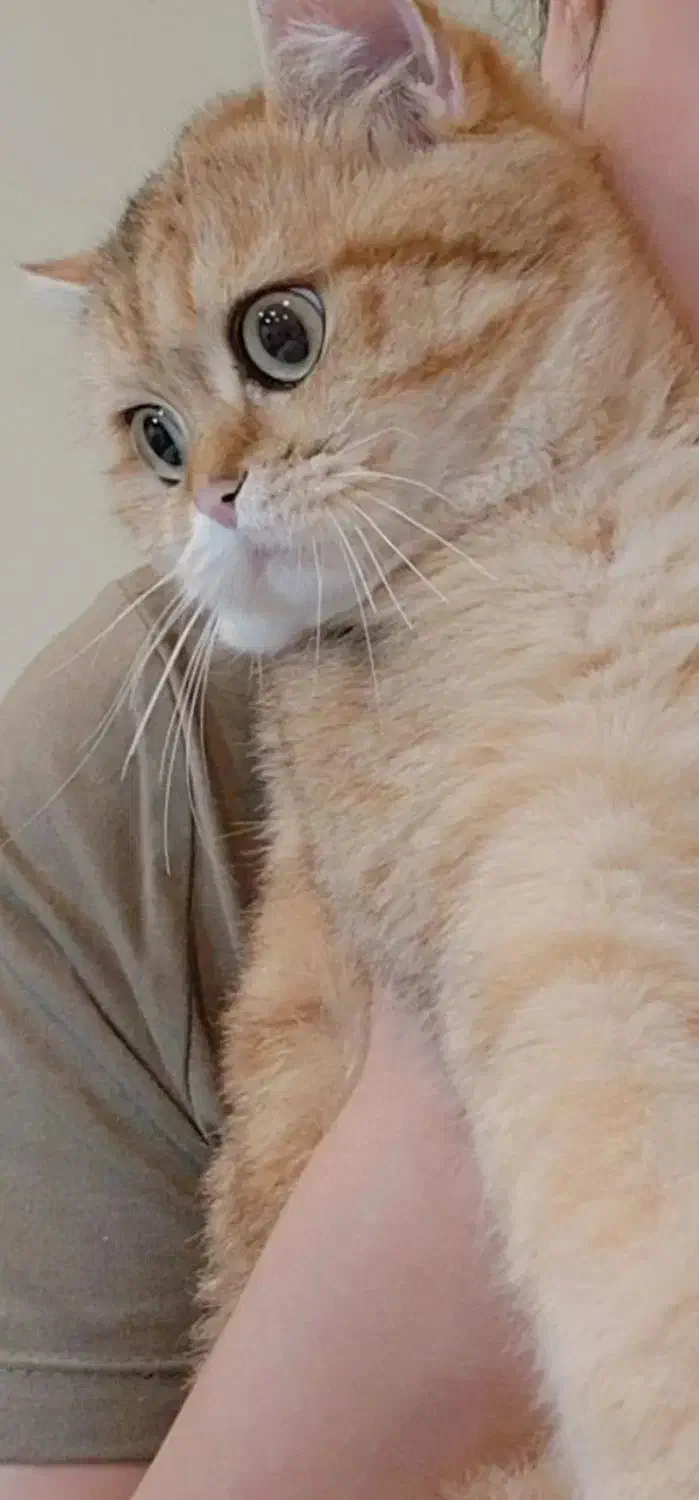 گربه بریتیش ماده جفت گیری|گربه|گرگان, |دیوار