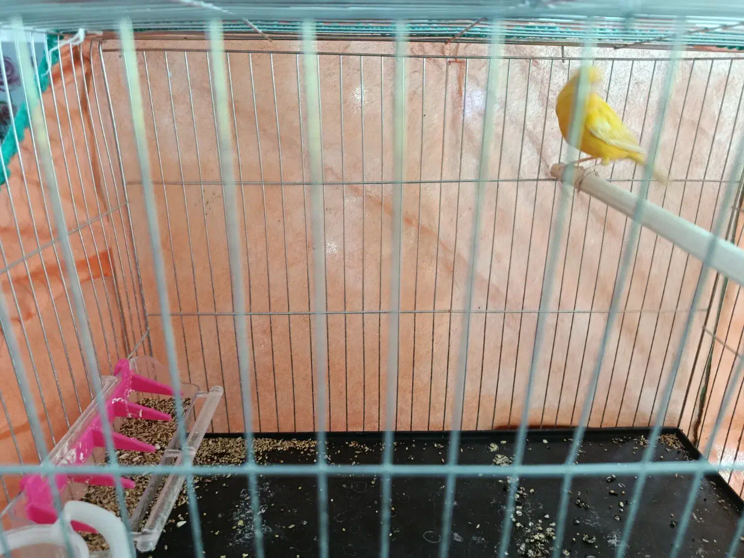 قناری|پرنده|زرند, |دیوار