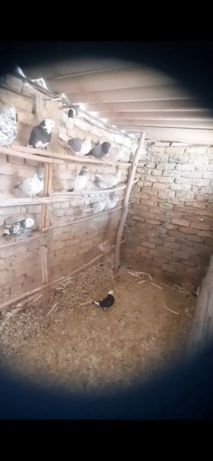 کفتر تهرانی پرش سنگین|پرنده|شریفآباد, |دیوار