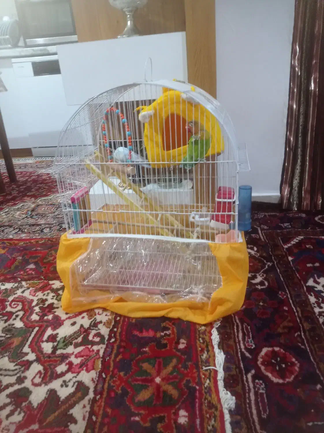 طوطی نر و ماده|پرنده|تبریز, |دیوار