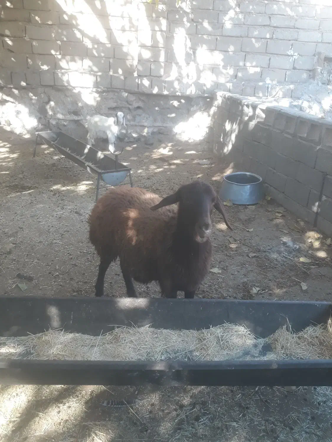 بره افشاری ماده عالی درجه یک|حیوانات مزرعه|صحنه, |دیوار