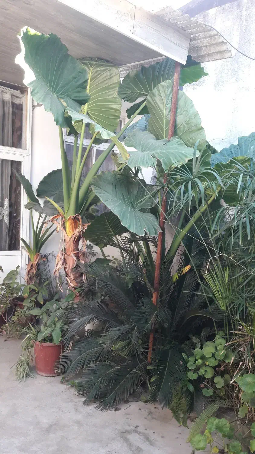 گل بابا آدم باغچه ای تنه سبز با قد ۳ متری|گل و گیاه طبیعی|آمل, |دیوار