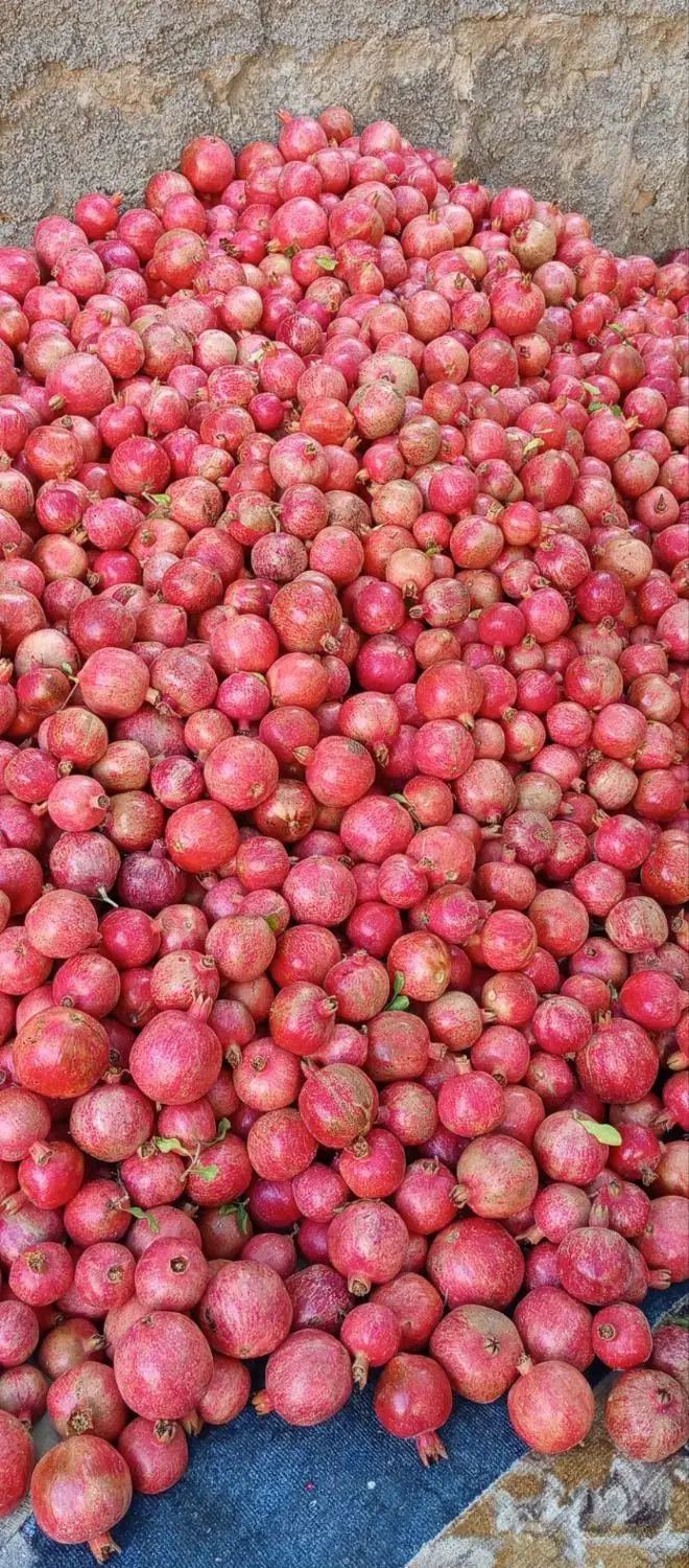 انار درجه یک|عمده‌فروشی|کوهنانی, |دیوار