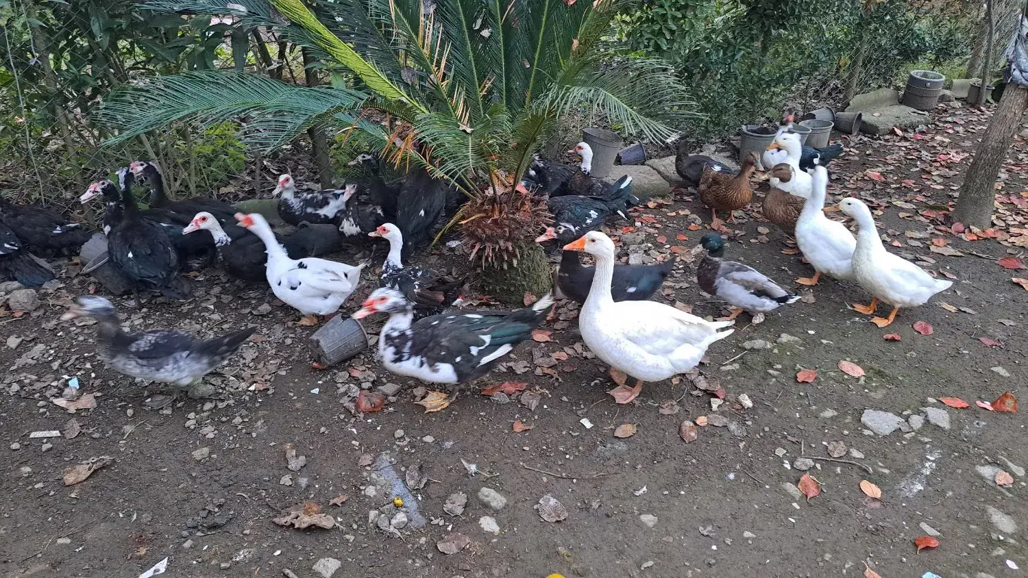 فروش اردک محلی و اسرائیلی و قاز و بوغلمون|حیوانات مزرعه|پرهسر, |دیوار