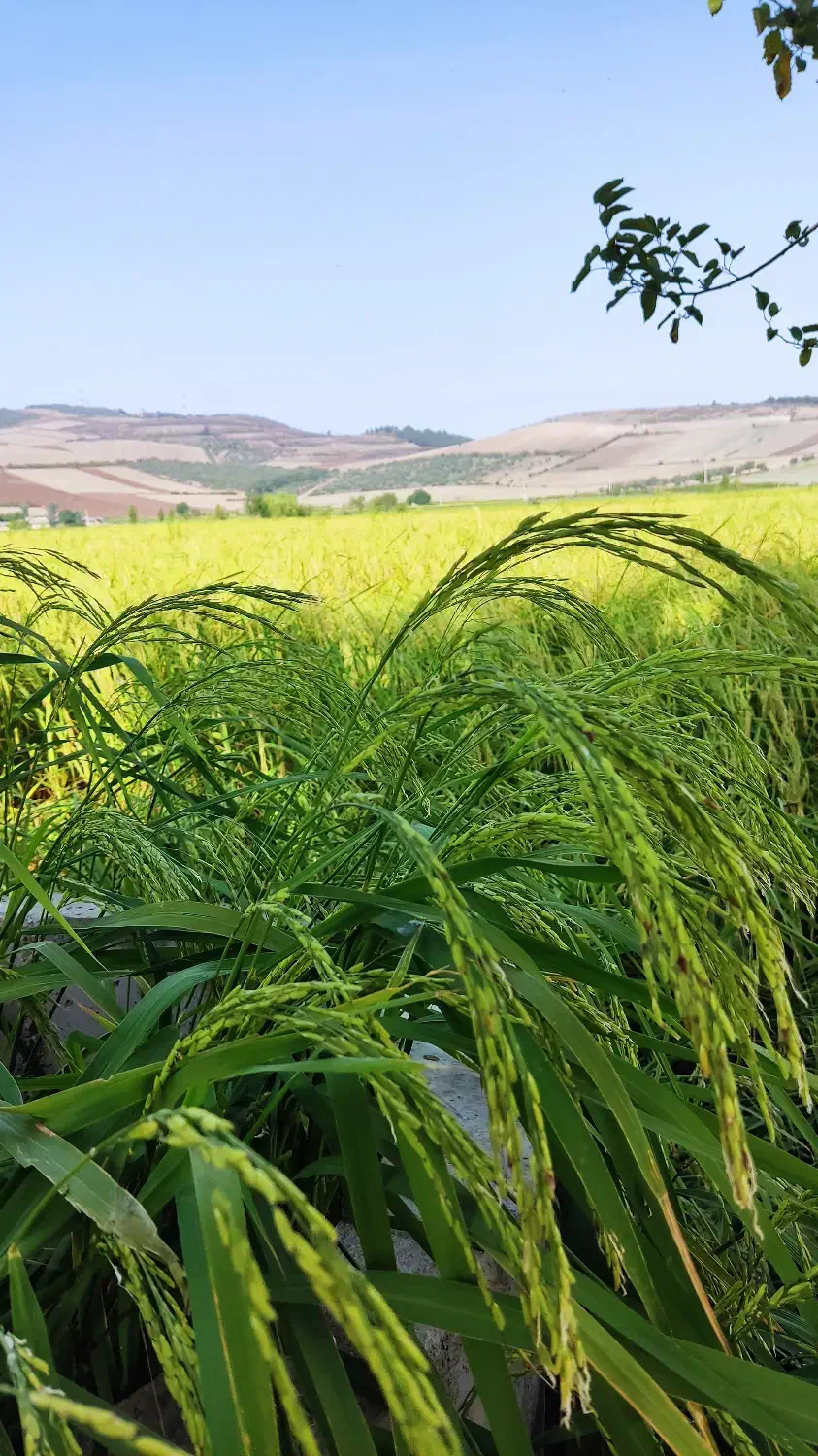 برنج دم سیاه و فجر|عمده‌فروشی|آزادشهر, |دیوار