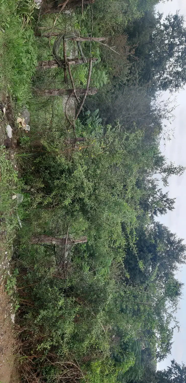 زمین ۴۰۰ متری دیوارکشی شده با پروانه|فروش زمین و ملک کلنگی|قدس, شهرک دانش|دیوار