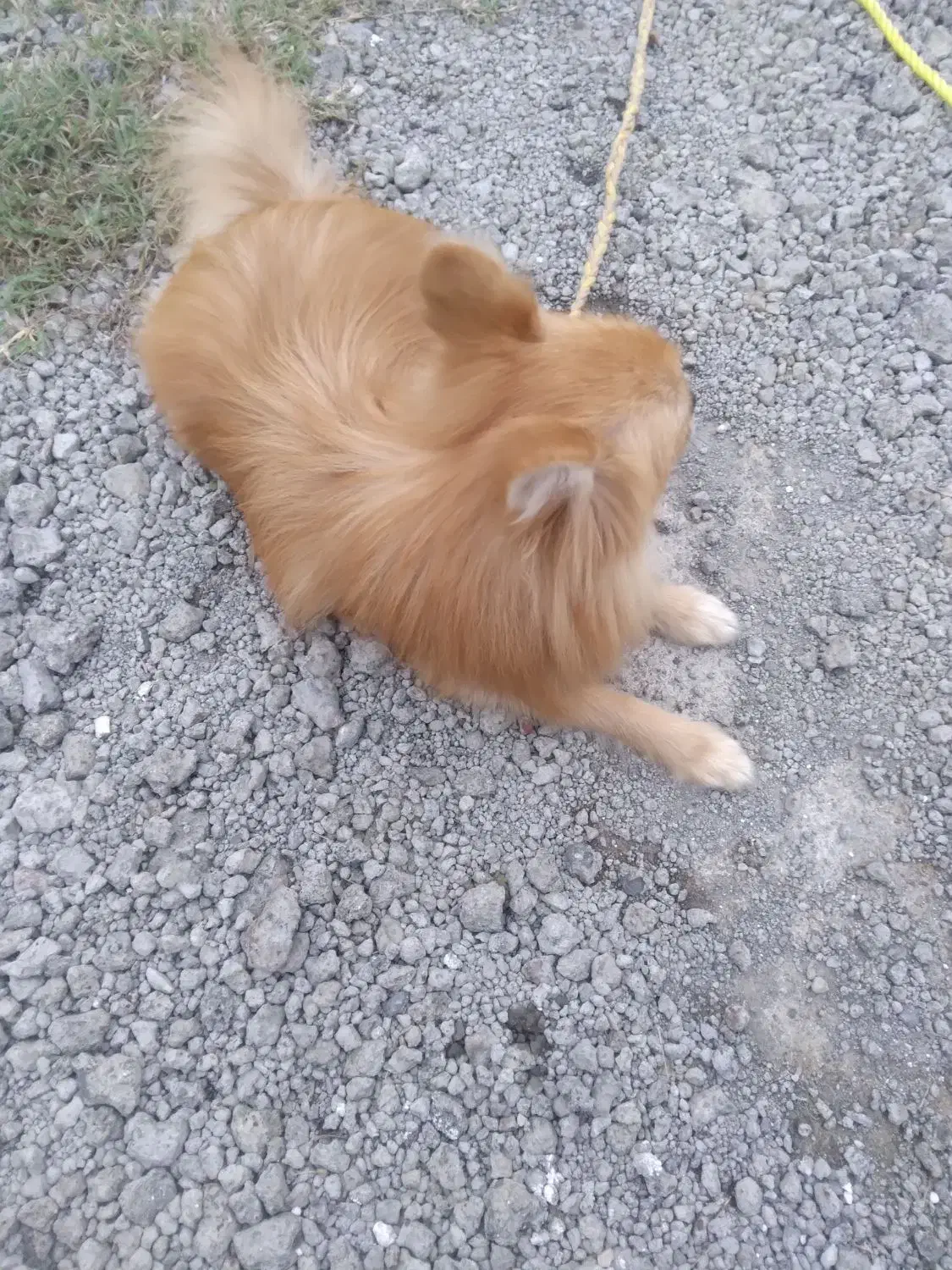 سگ اشپیتیز پامرین|سگ|رشت, لاکان|دیوار