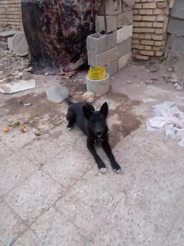 سگ خارجی|سگ|خرمشهر, |دیوار