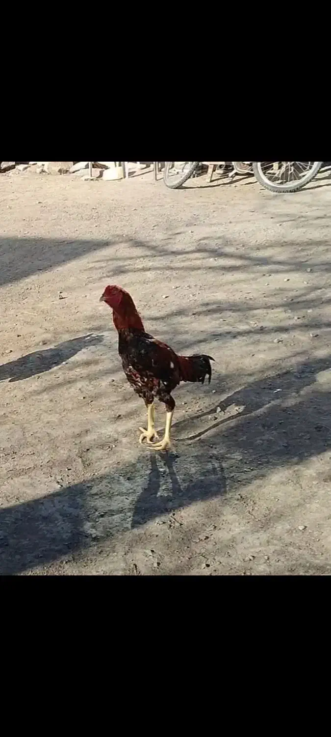 خروس لاری|حیوانات مزرعه|کیاشهر, |دیوار