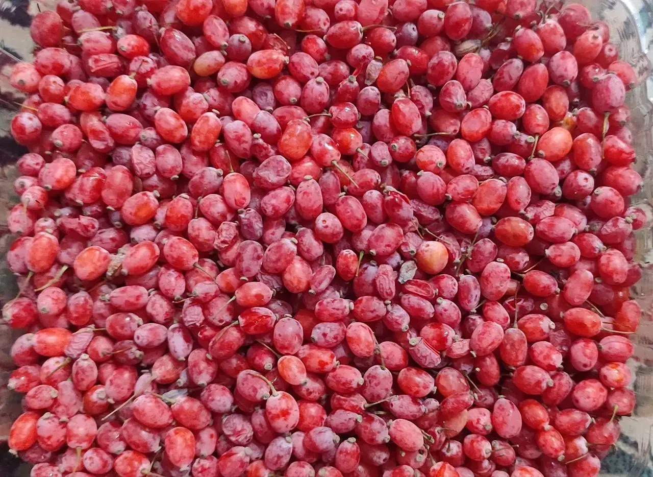 زرشک تازه/تحویل در افسریه/تسویه بعد از تحویل|خوردنی و آشامیدنی|تهران, قصر فیروزه ۲|دیوار