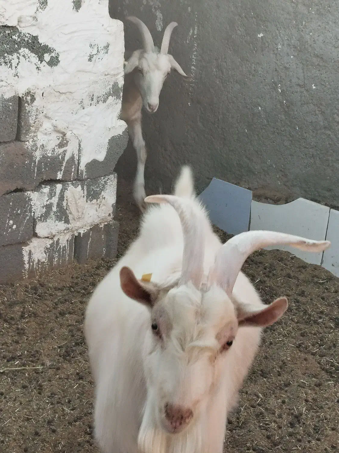 نر بز سانن|حیوانات مزرعه|بیرجند, |دیوار