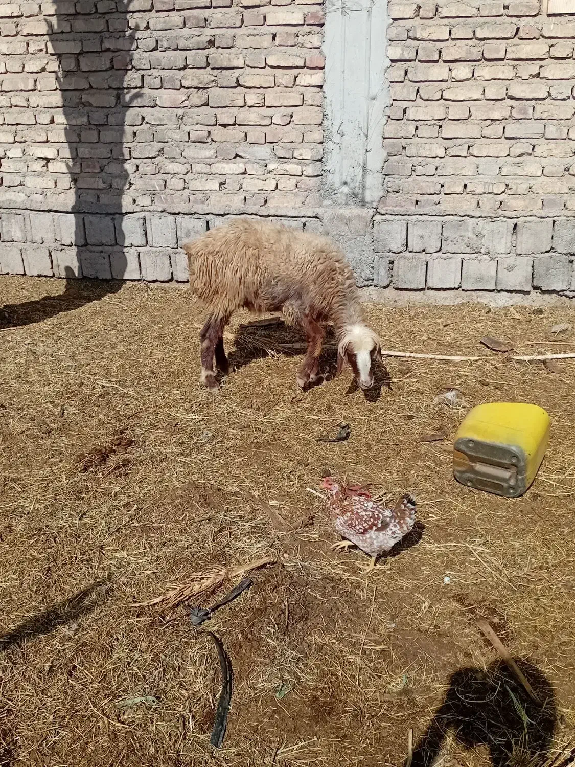 کاورفروشی ابستن|حیوانات مزرعه|جیرفت, |دیوار