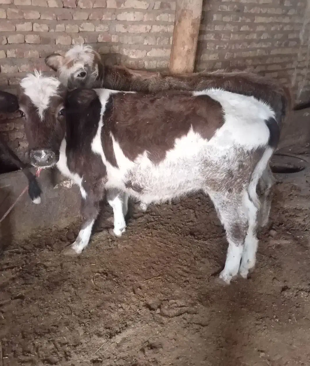 گوساله و گوسفند ماده|حیوانات مزرعه|هریس, |دیوار