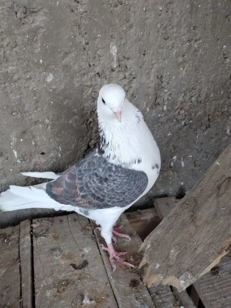 کفتر دوکت، شازده|پرنده|اصفهان, شیخ اشراق|دیوار