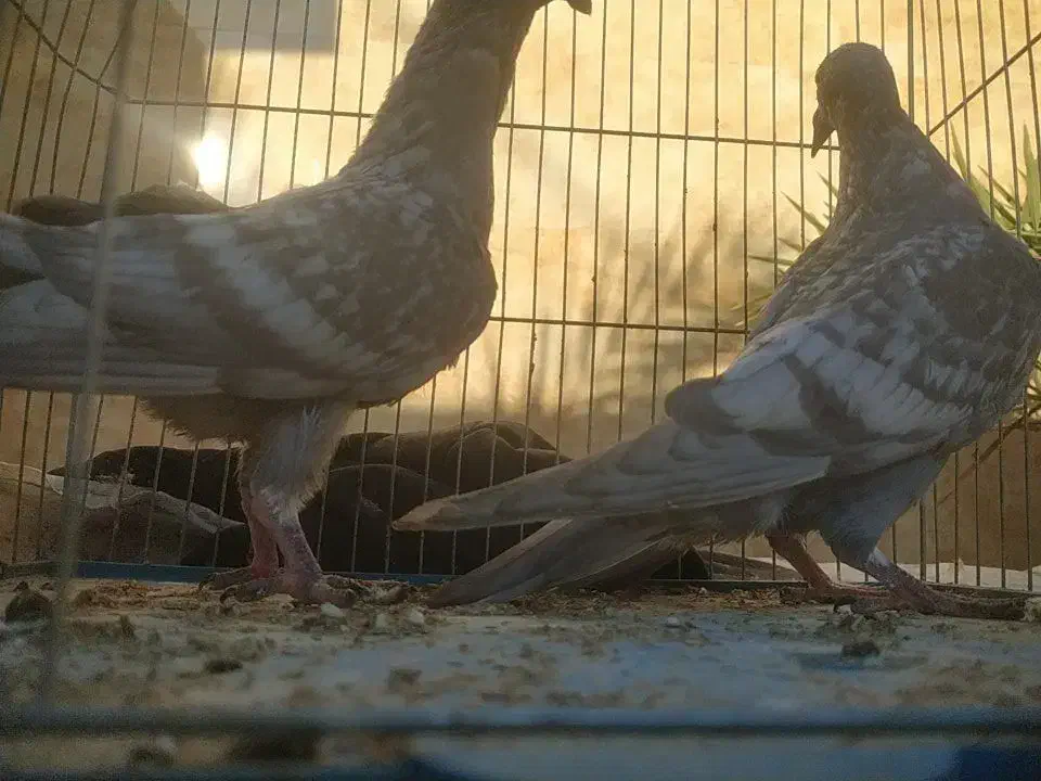 طاوسی|پرنده|آبپخش, |دیوار