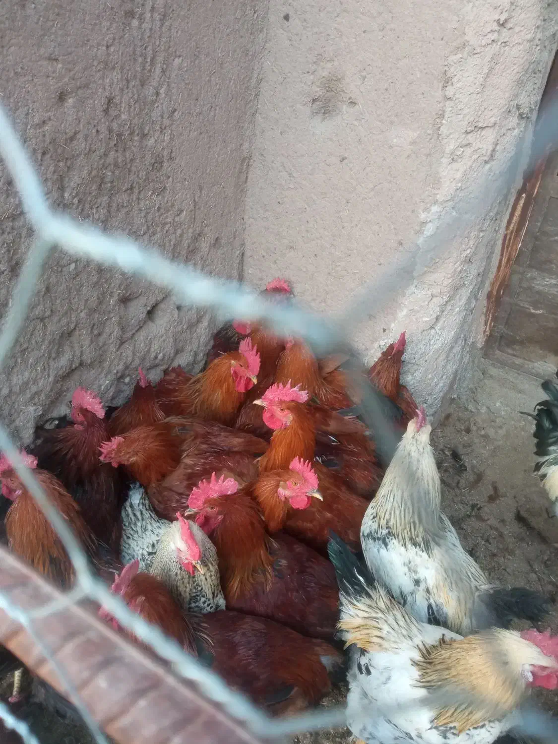 خروس و بوقلمون|حیوانات مزرعه|راین, |دیوار