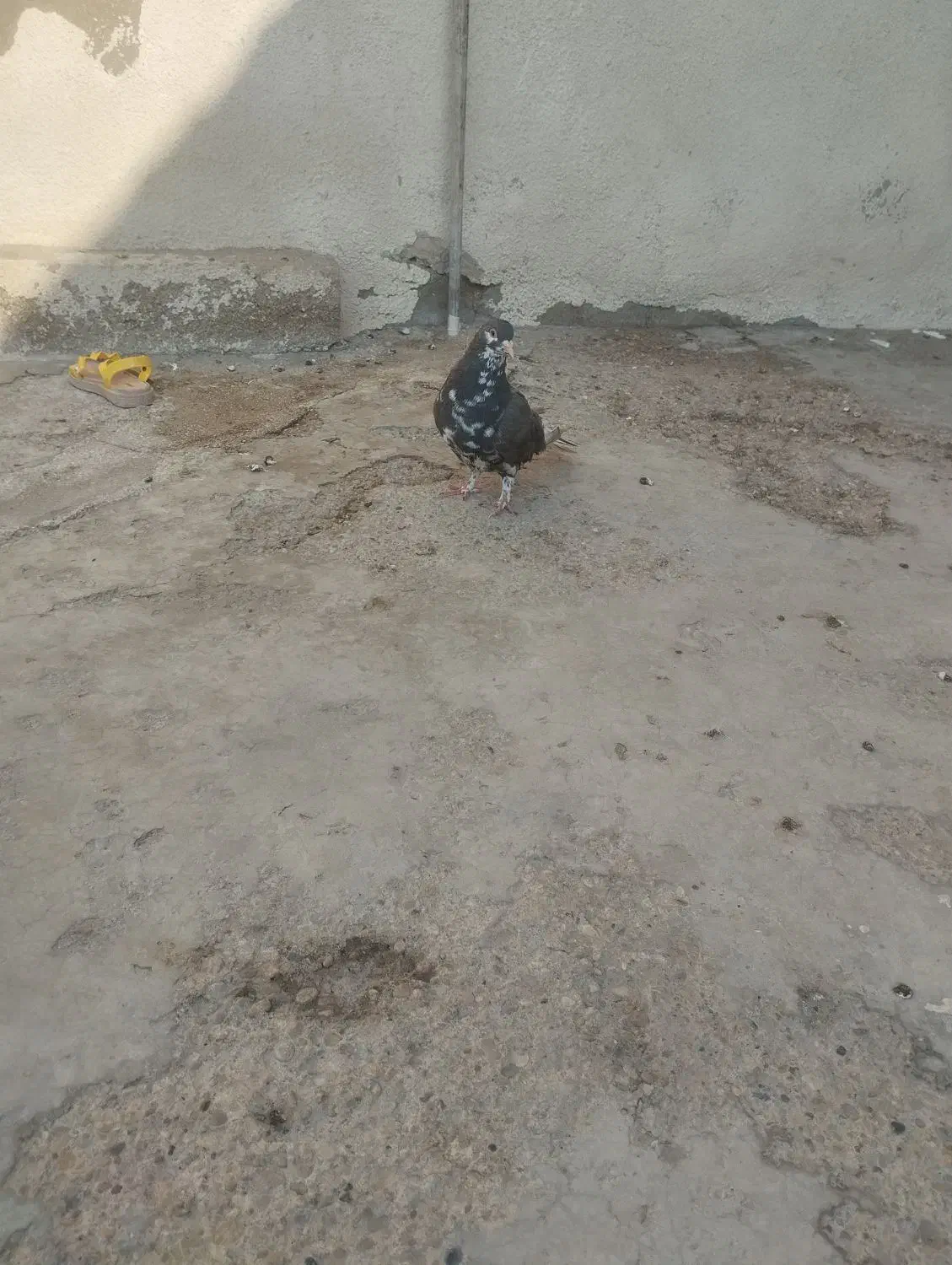 خوشرنگ قهوه ای ماده|پرنده|برازجان, |دیوار