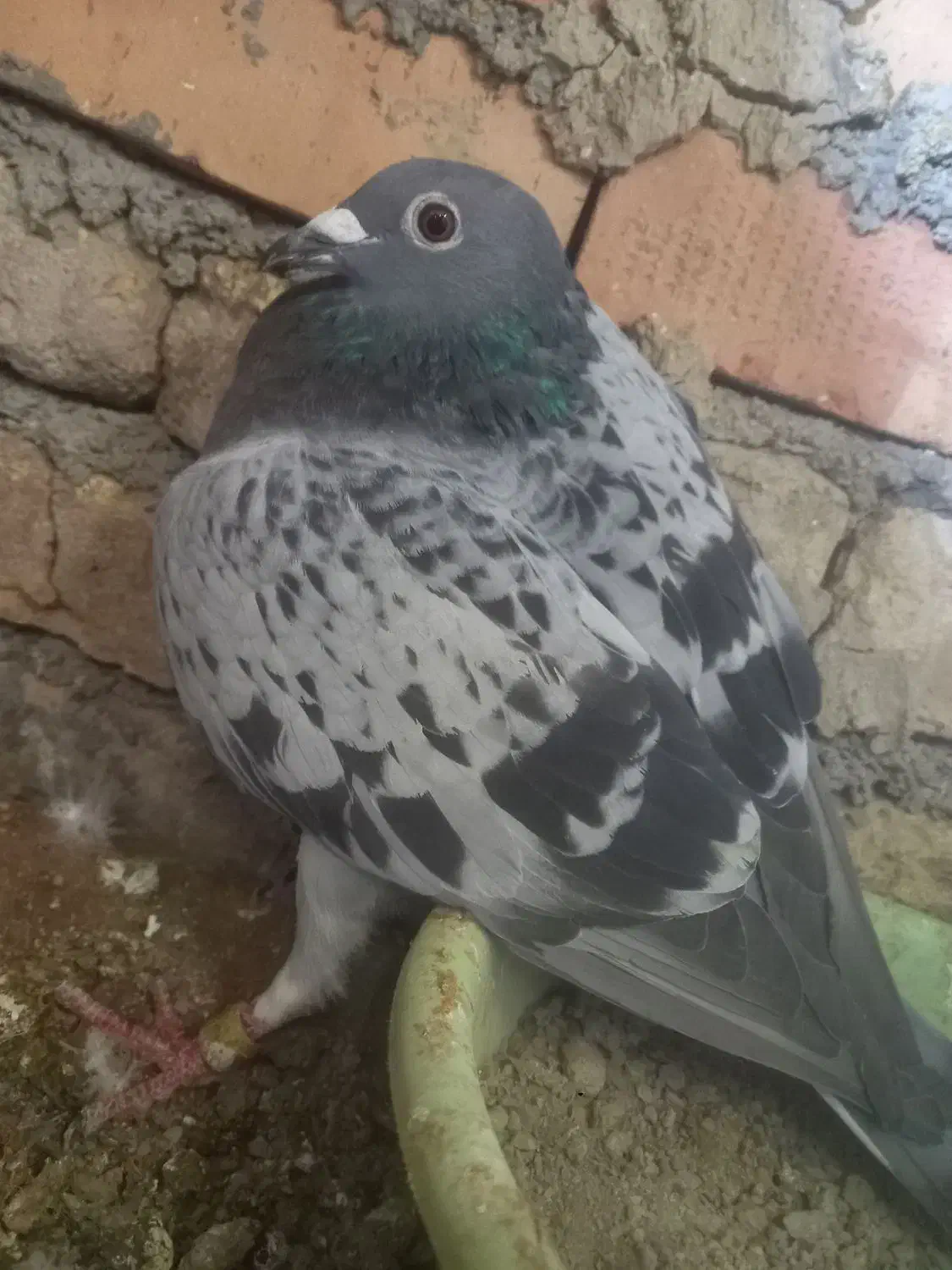 یک جفت کبوتر اس|پرنده|دلند, |دیوار