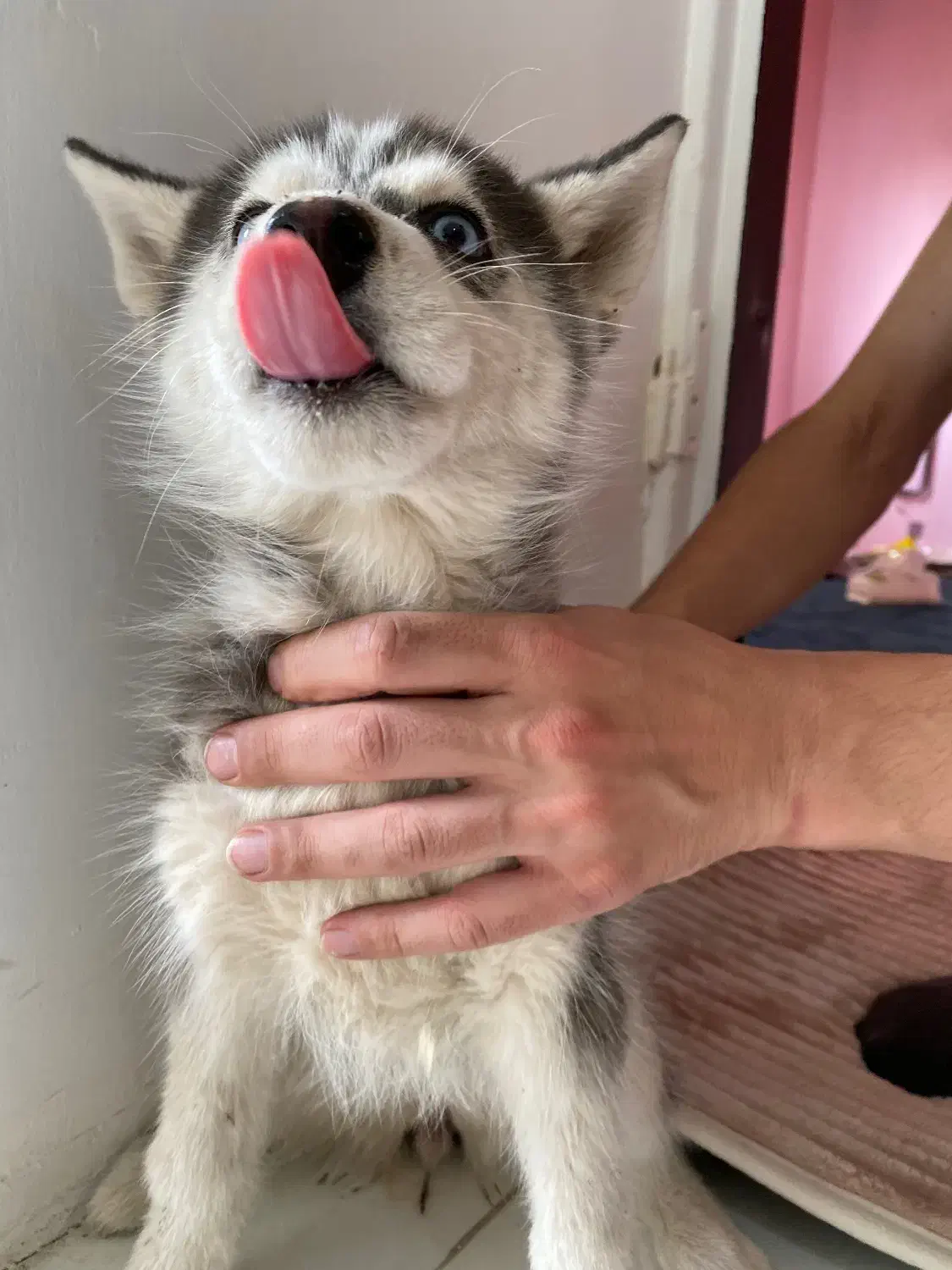 توله سگ|سگ|مشهد, استاد یوسفی (شهرک غرب)|دیوار