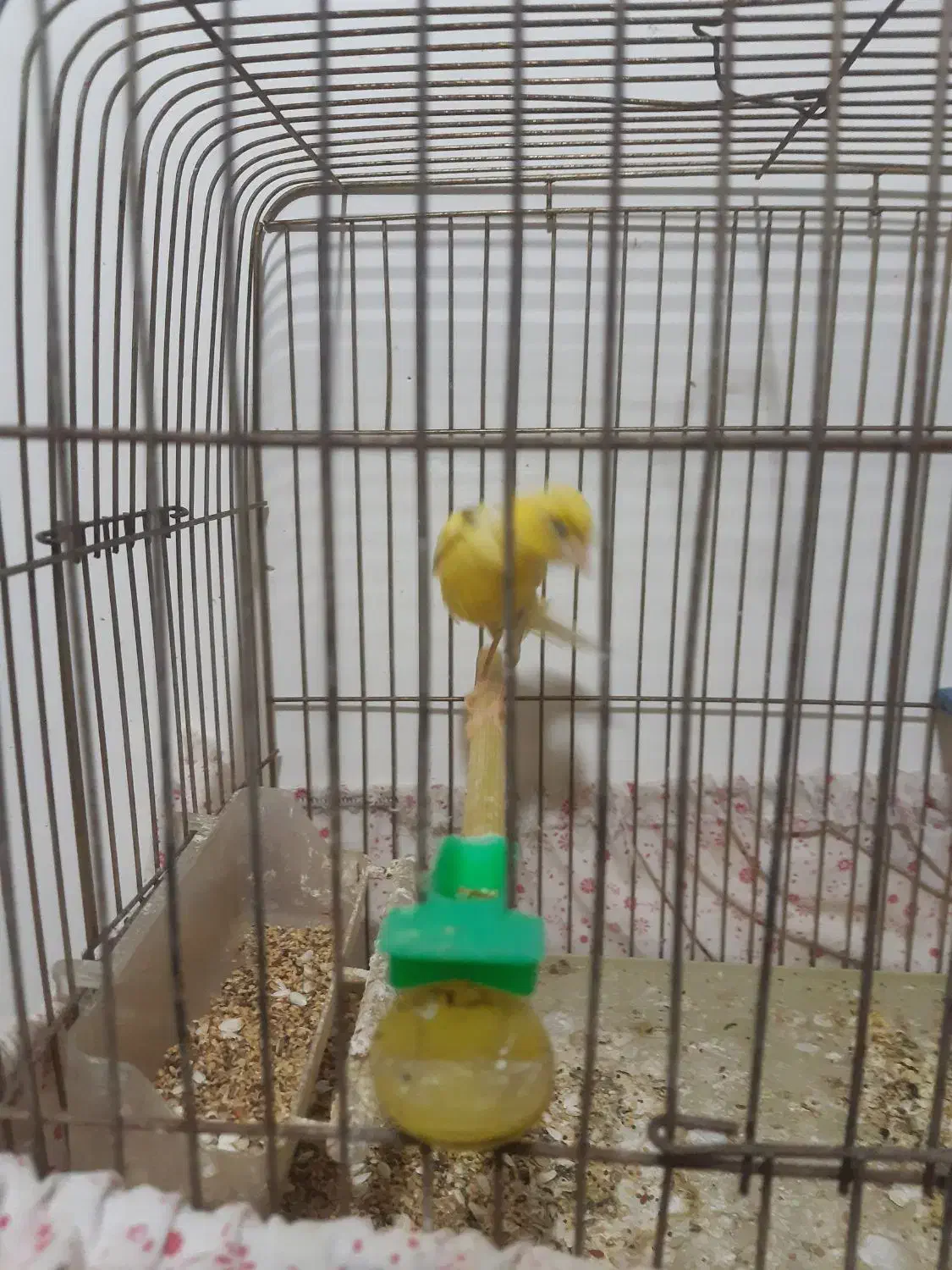 قناری ماده طلایی ۵ تخم اماده اماده|پرنده|بیرجند, |دیوار