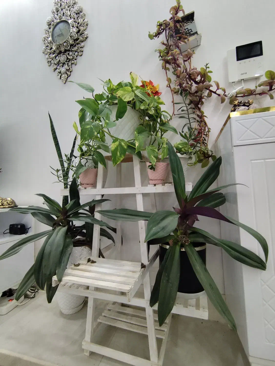 همه گل ها با هم|گل و گیاه طبیعی|تربتحیدریه, داروپخش|دیوار