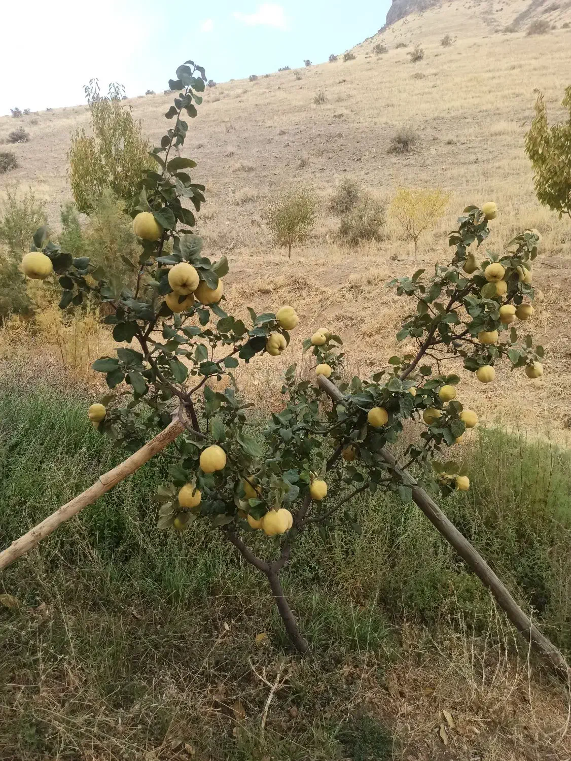 ۲ هکتار زمین آبی جهت اجاره|اجارهٔ دفتر صنعتی، کشاورزی، تجاری|حسین آباد, |دیوار