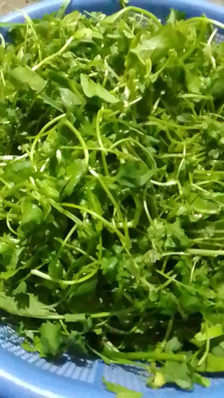 سبزی خانگی خورد شده ۶۵|خوردنی و آشامیدنی|قرچک, مجتمع گلشهر|دیوار