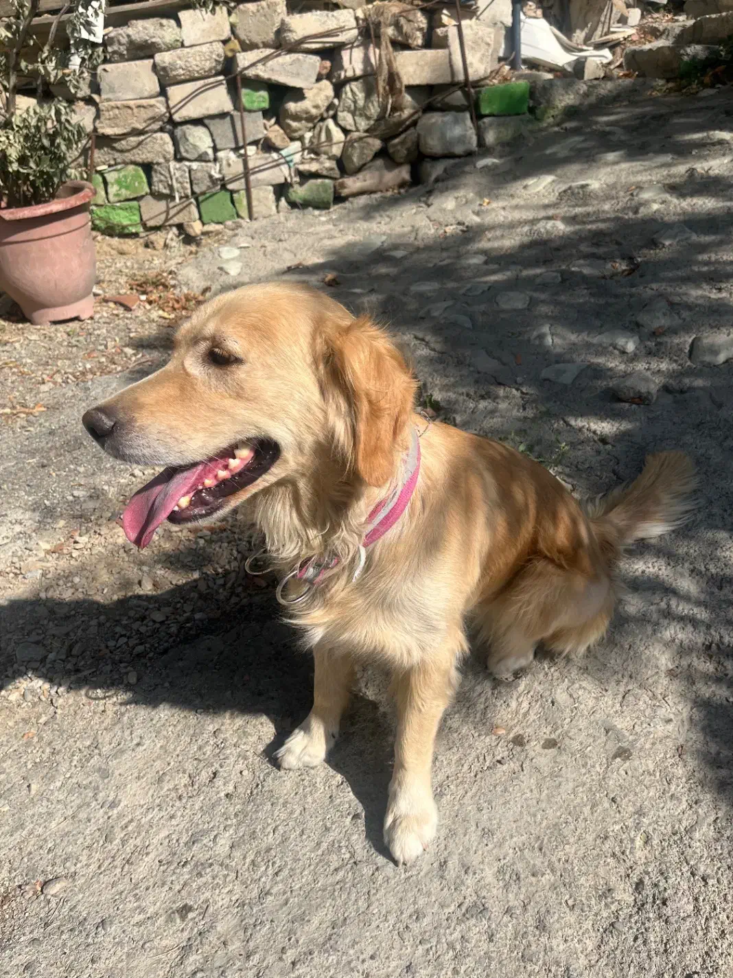 گمشده|حیوانات|شهریار, شهریار|دیوار