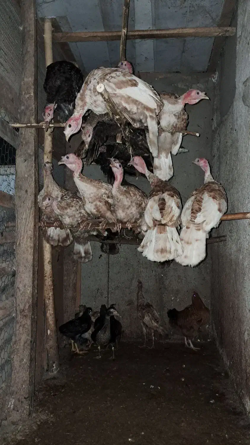 بوقلمون|حیوانات مزرعه|سنگر, |دیوار