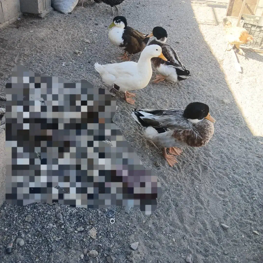 مرغ ابی|حیوانات مزرعه|گنبکی, |دیوار