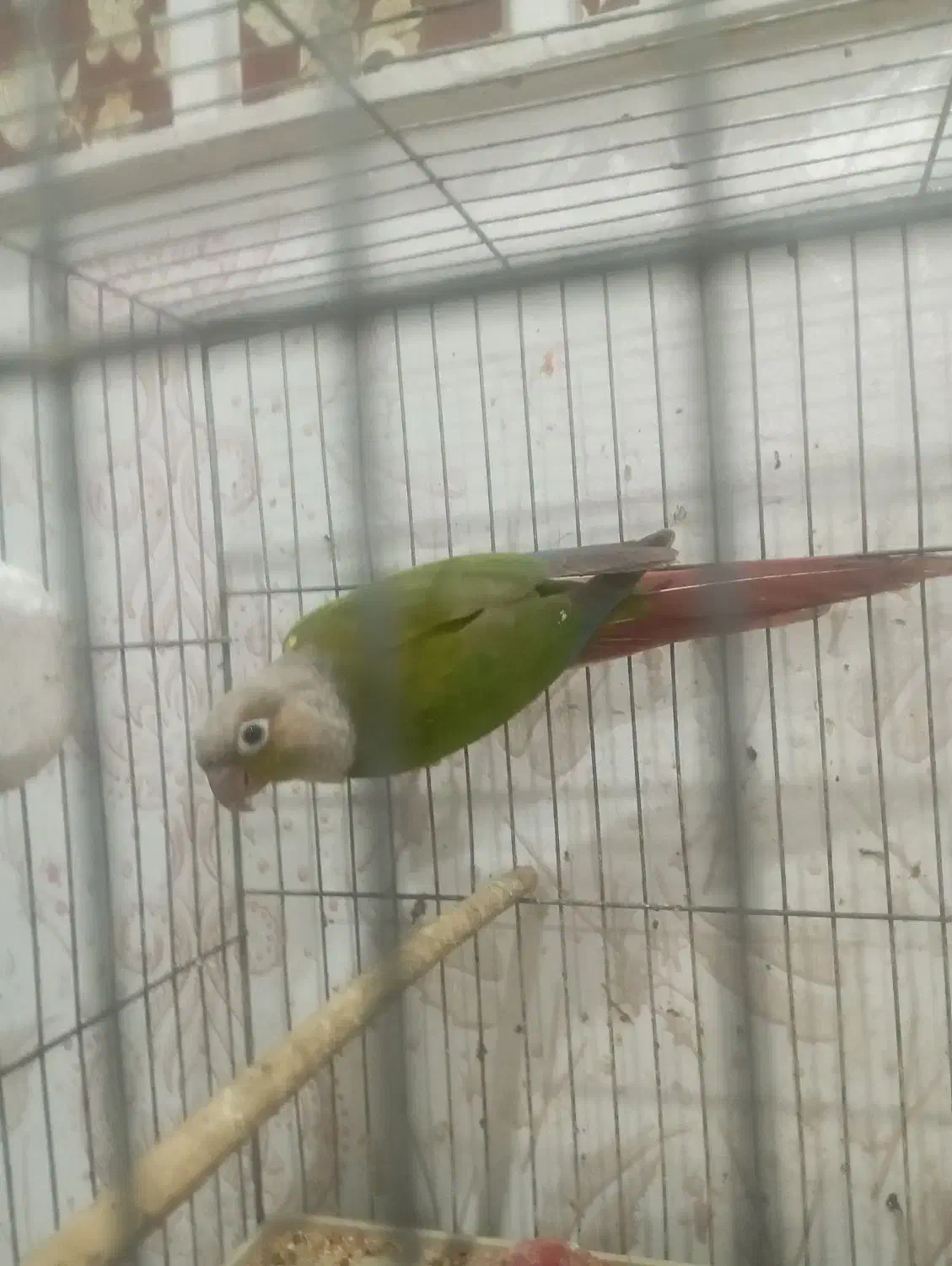 جفت گرینچیک اناناسی|پرنده|اهواز, سلطانمنش|دیوار