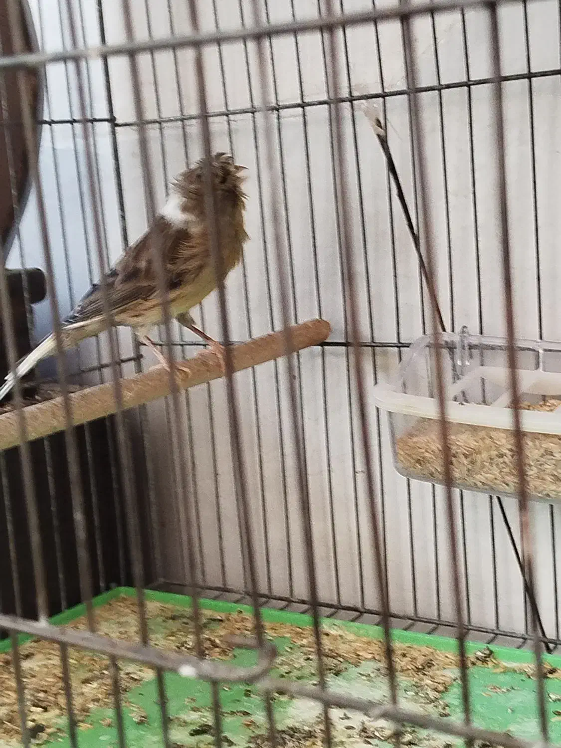 قناری|پرنده|خمینی‌شهر, |دیوار