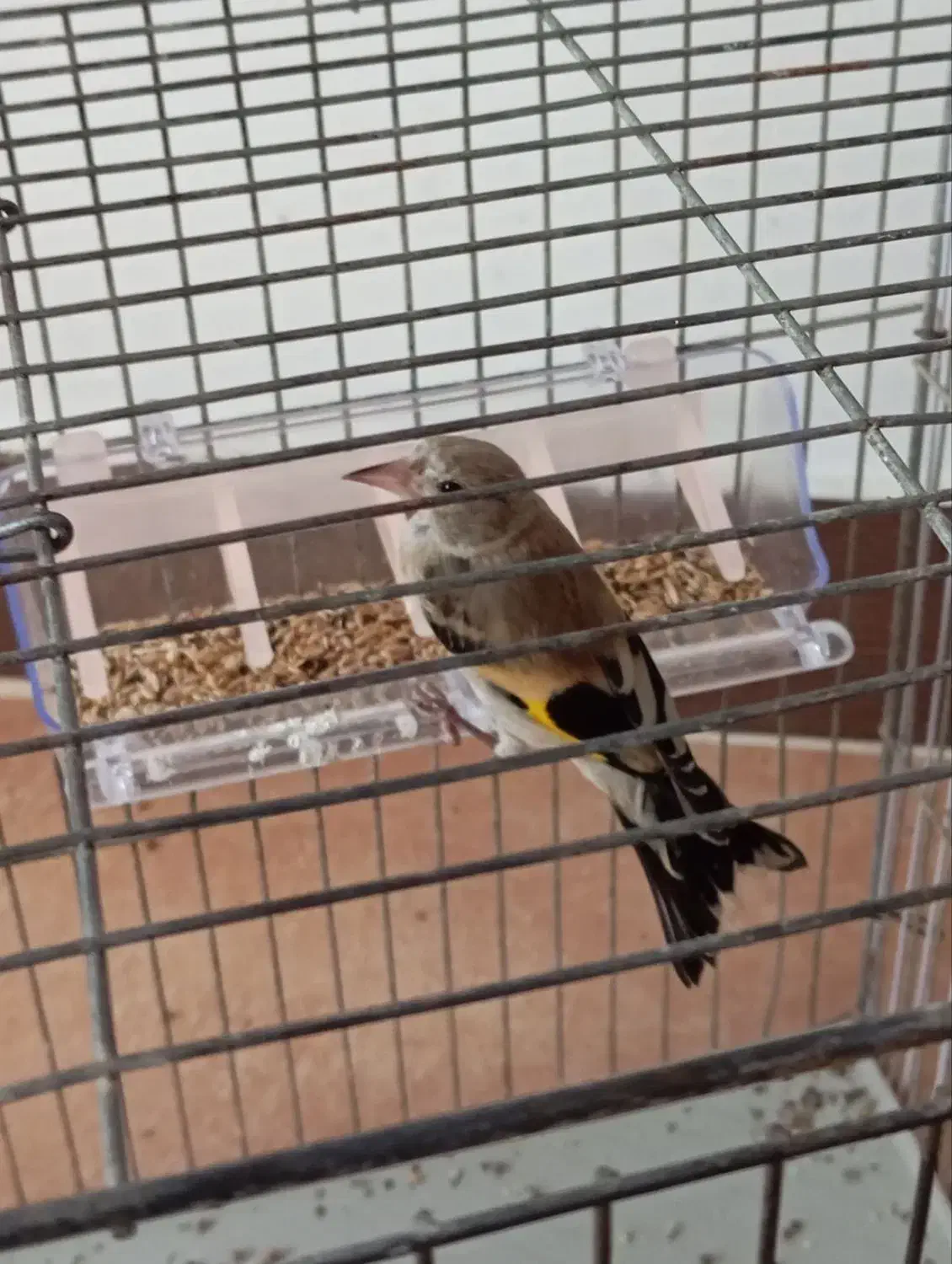 نیازمند وام تا ۵۰ میلیون|فعالیت داوطلبانه|ساری, |دیوار