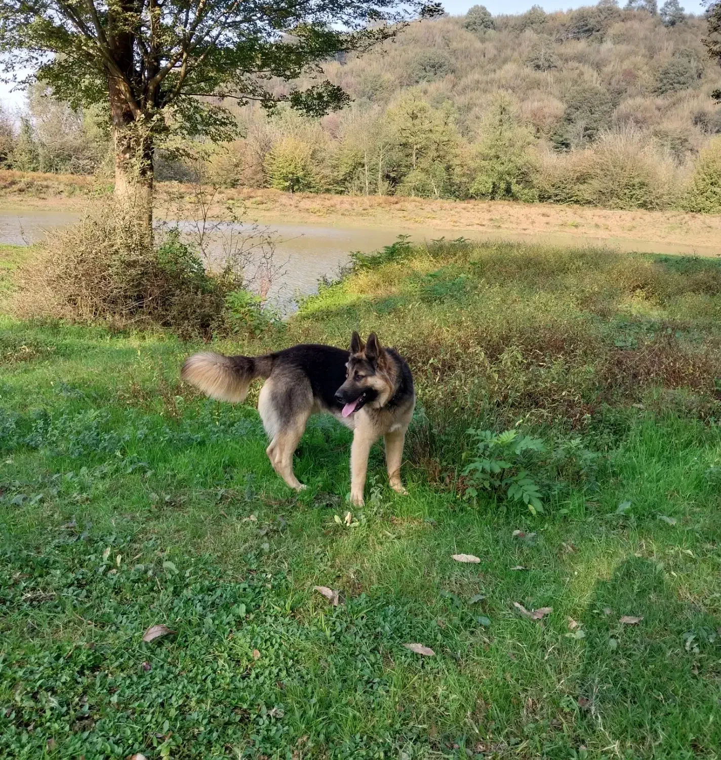 ژرمن نر|سگ|لاهیجان, آهندان|دیوار