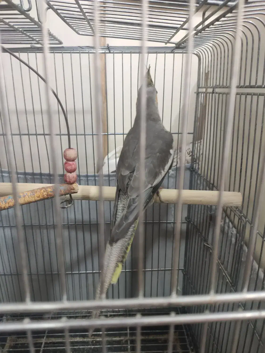 عروس هلندی نر|پرنده|تهران, دولاب|دیوار