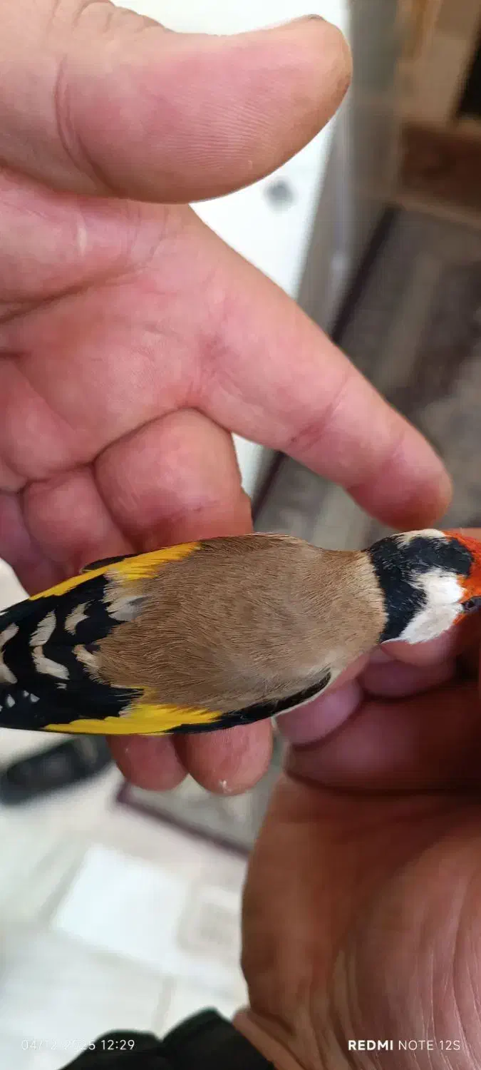 سهره غریب یکماه قفس|پرنده|سنندج, |دیوار