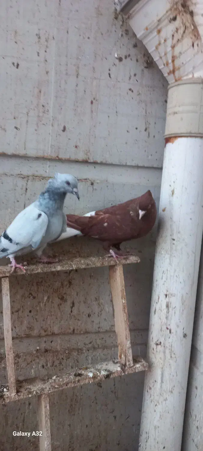 کبوتر رنگی|پرنده|شوشتر, |دیوار